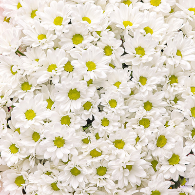 Букет 9 веток кустовой хризантемы