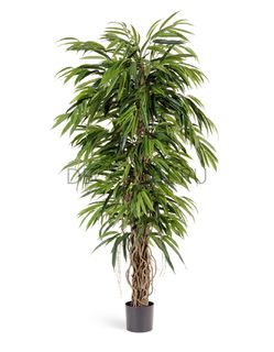 Деревья высота до 210см Treez