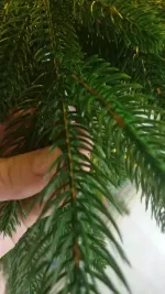 Ель искусственная «Веста» (Литая хвоя) 3 м