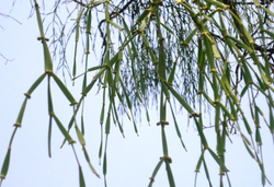 620001 Чай прессованный зеленый Пуэр Шэн "Сэнчжун, Крабьи Лапки из Цзинмай", ци цзы бин 357гр