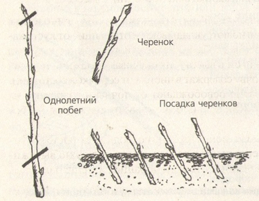 Ассортимент для сурового климата: ТОП-3 сорта яблонь иркутской селекции от питомника «Сад Абраменко»