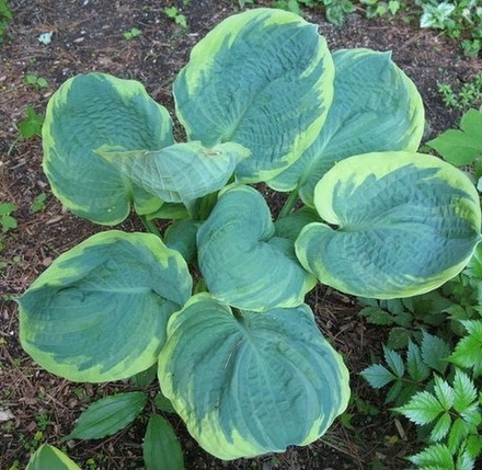 Хоста Пиззаз