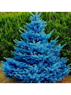 Ель Голубая Неон, Семена, 20 шт