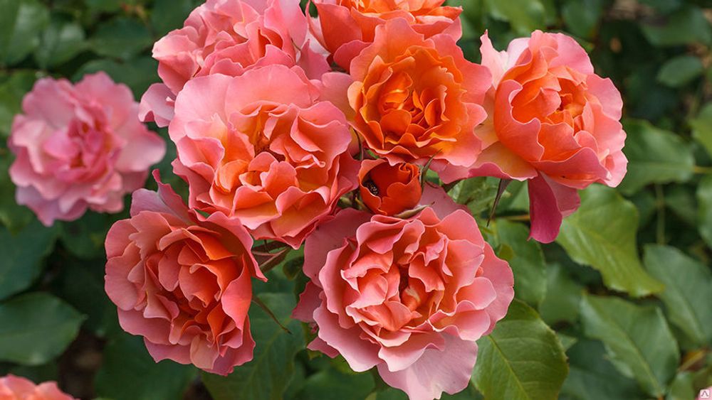 Жан Кокто (Jean Cocteau)