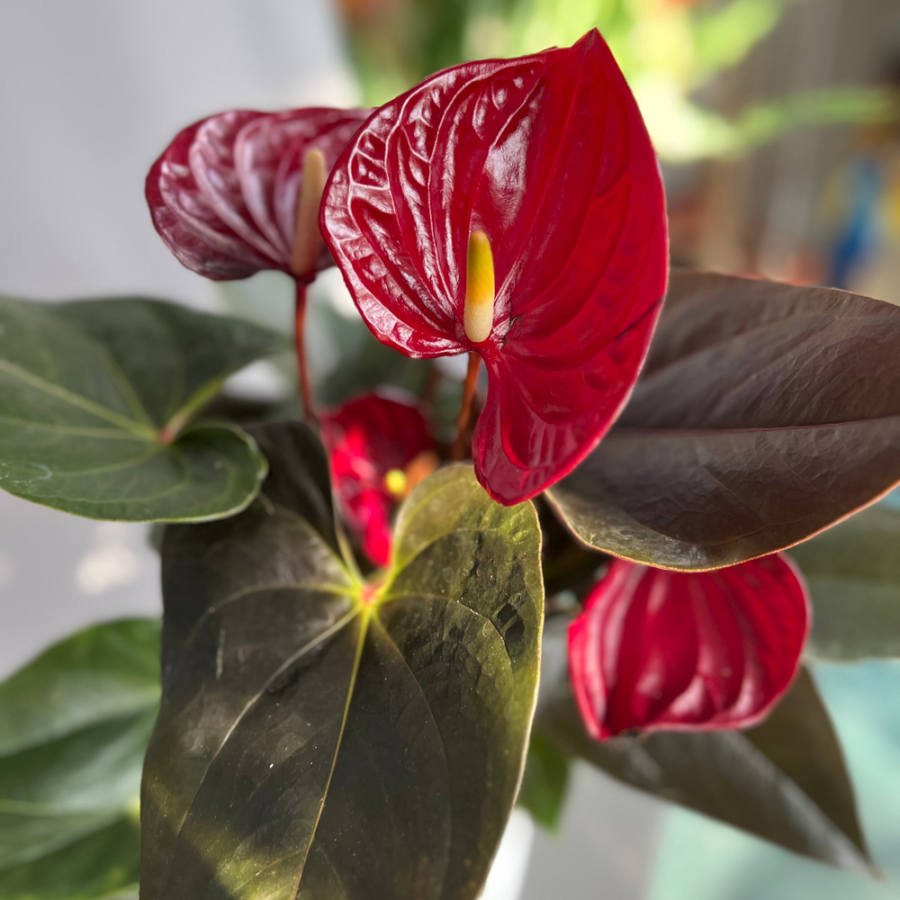 Антуриум Livium Red