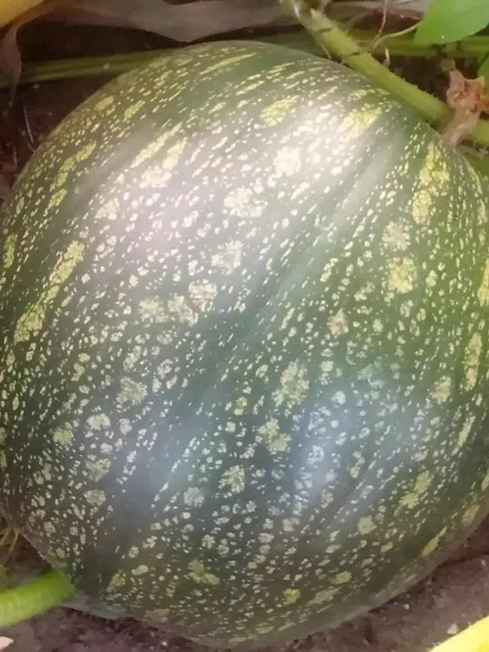 Семена тыквы Мускатная Витаминная до 7 кг