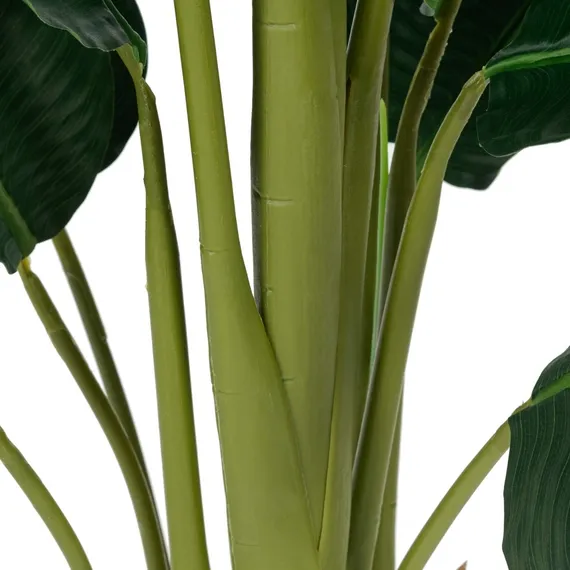 Банановое дерево куст высота 180 см