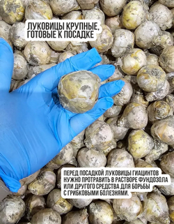 Луковицы цветов Гиацинт Уайт Перл, 5шт