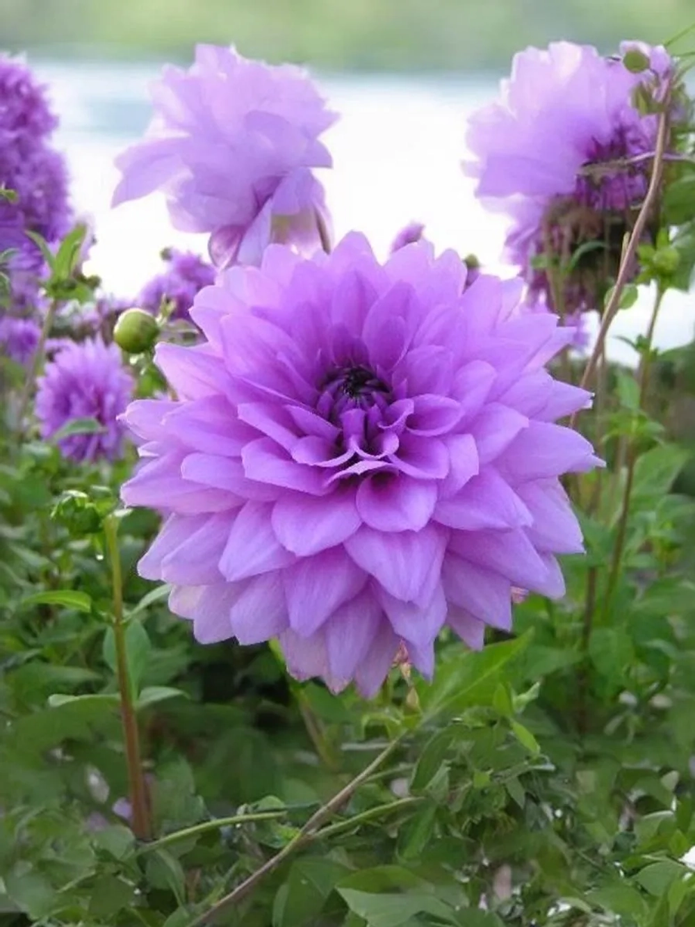 Георгин декоративный Блю Бой