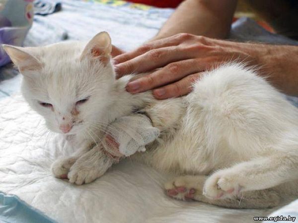 Кровотечения у кошек