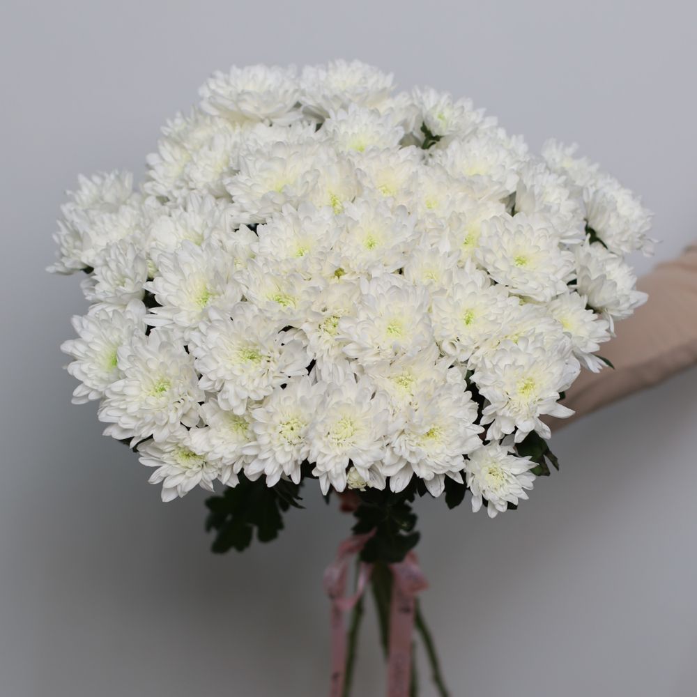 № 119 Хризантема кустовая Зембла