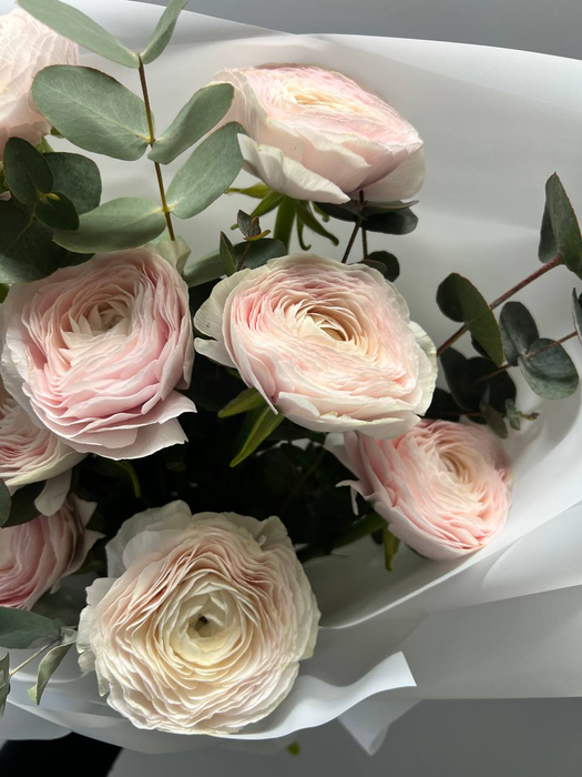 Букет светло-розовых Ранункулюсов с эвкалиптом (11шт)