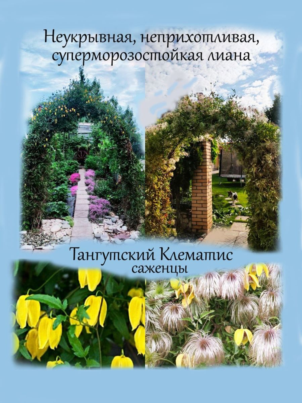 Тангутский клематис многолетняя лиана