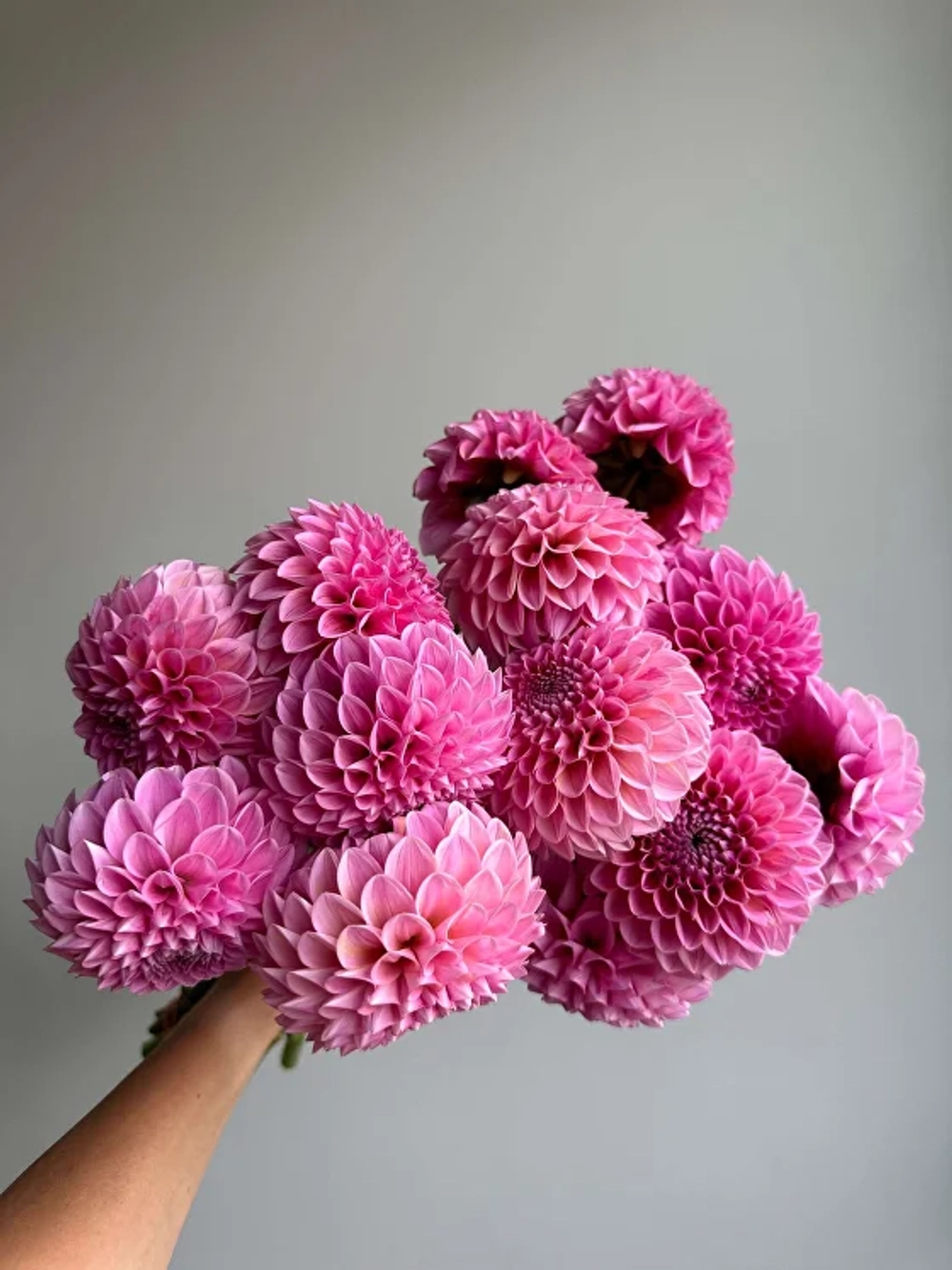 Георгин Sweet Fabienne (корень) Закупка М55 апрель 2026