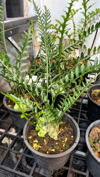 Леканоптерисы на выставке в Бангкоке Леканоптерисы на выставке в Бангкоке