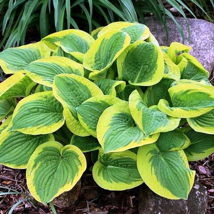 Хоста Анфогеттебл