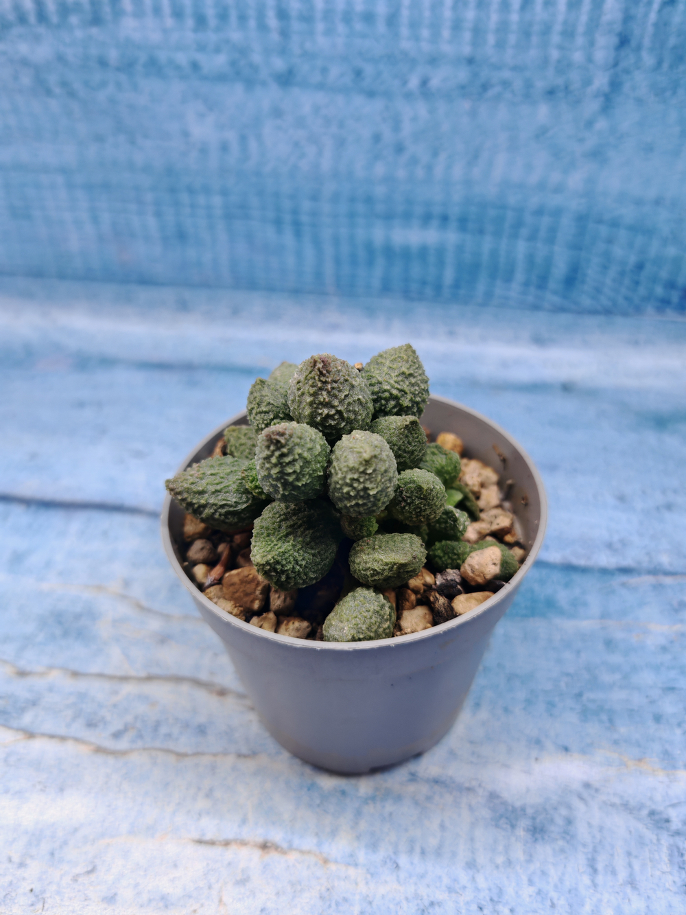 Adromischus Marianiae Herrei Green (Адромискус)