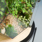 Флорариум бонсай Японский вяз Фаберже