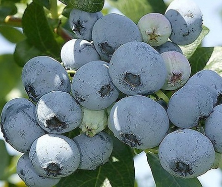 Нельсон (Nelson) голубика 1 год р9