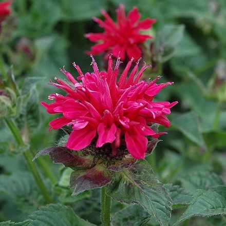 Монарда гибридная "Fireball". Monarda  hybride "Fireball".