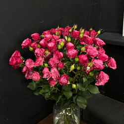 Роза кустовая Kylie 60 см / 1 шт