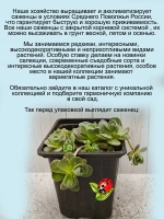 Горноколосник мягколистный многолетний