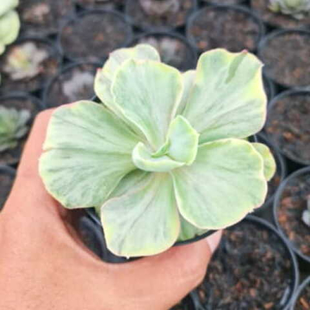 Эхеверия ROSE FAIRY YELLOW