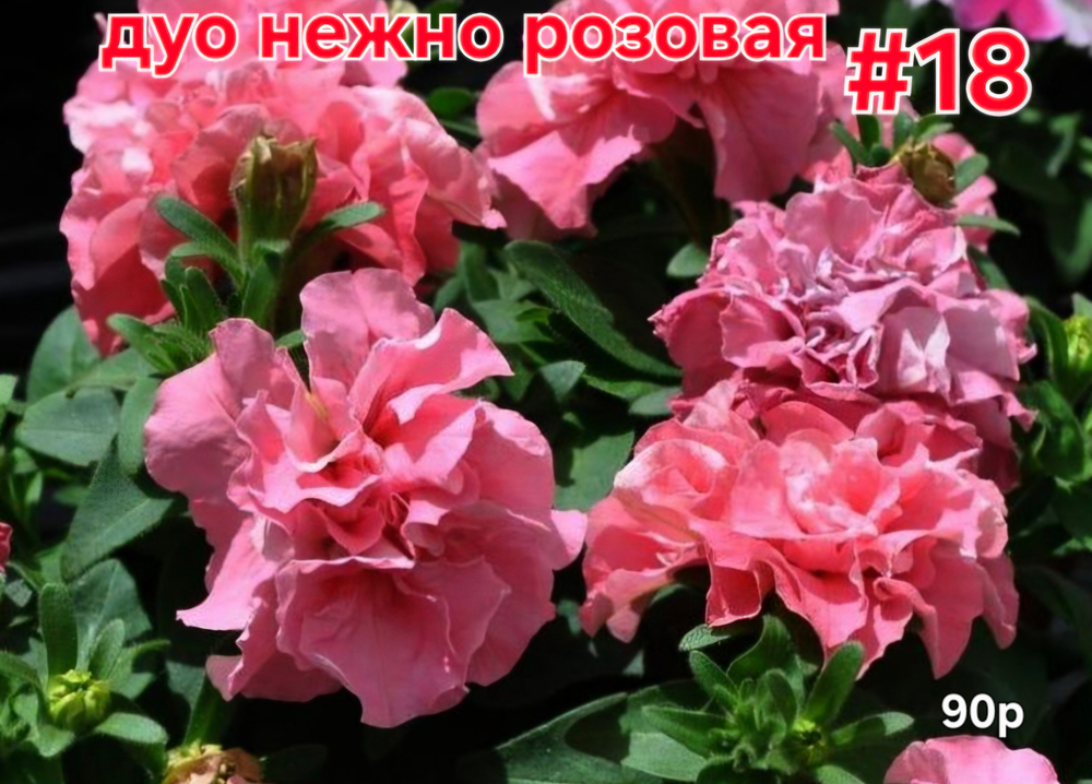 РАССАДА ПЕТУНИИ МАХРОВОЙ ДУО НЕЖНО РОЗОВАЯ № 18