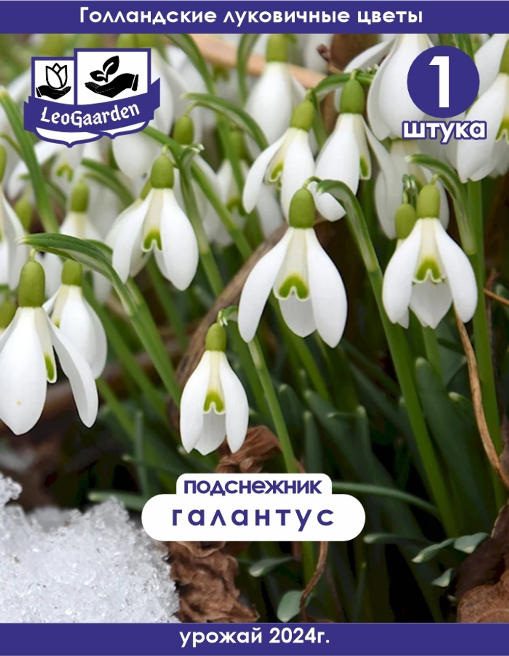 Подснежник Луковица цветов, 1 шт