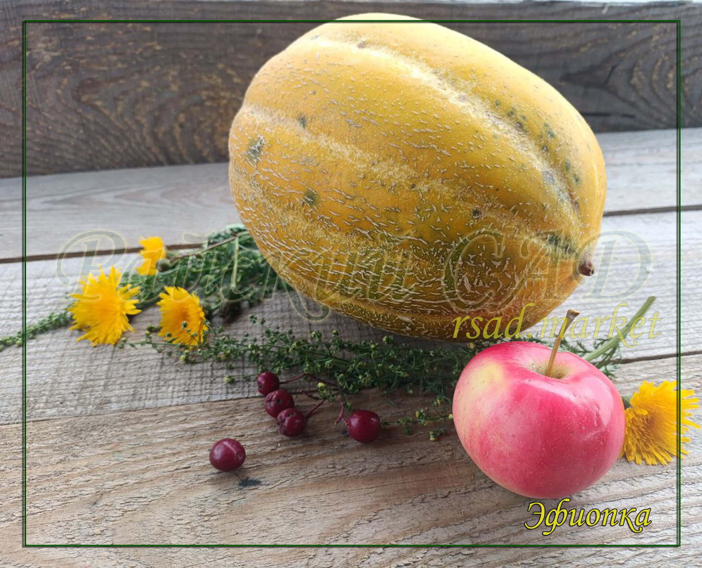 Дыня Эфиопка/Сем Алт/цп 1 гр.