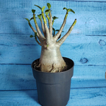 Adenium Baobab (Адениум)