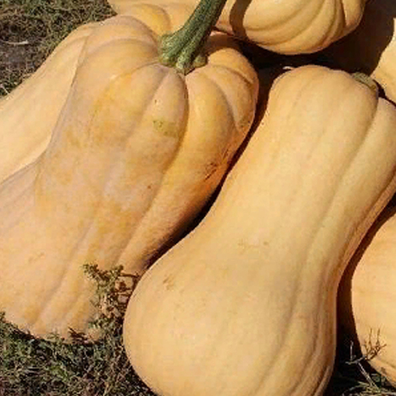 Матильда F1 семена тыквы (Enza Zaden / Энза Заден) культура – фото 2