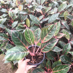 Аглаонема MONGKOL FAI