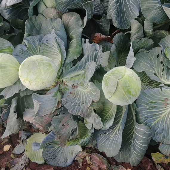 Аммон F1 семена капусты белокочанной в поле – фото 2