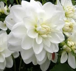 Георгин Вайт свен (White swan)