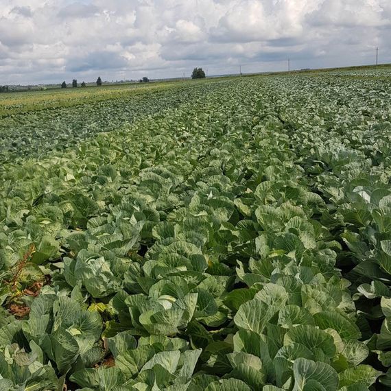 ВЕСТРИ F1 семена капусты белокочанной Seminis описание