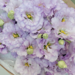 Соберу букет №214