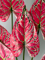 Каладиум элис куст 70 см.