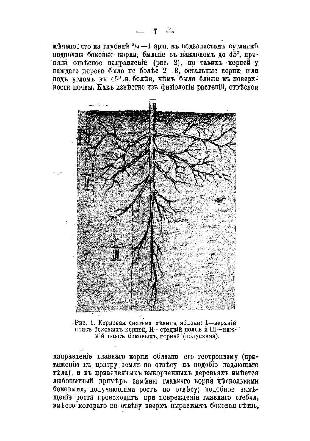 Как правильно посадить плодовое дерево: Руководство к подготовке почвы и норм. посадке плодовых деревьев | Рытов Михаил Васильевич