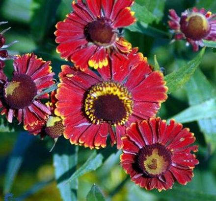 Гелениум (Helenium) autumnale Helena Red