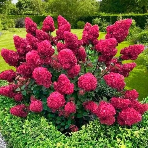 Самарская Лидия (Метельчатая гортензия)