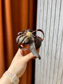 Эуфорбия Франкози, D8см Н15см, 1шт, Urban Jungle (2962)