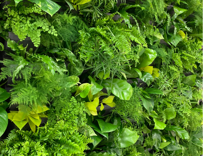 Фитостены из живых растений