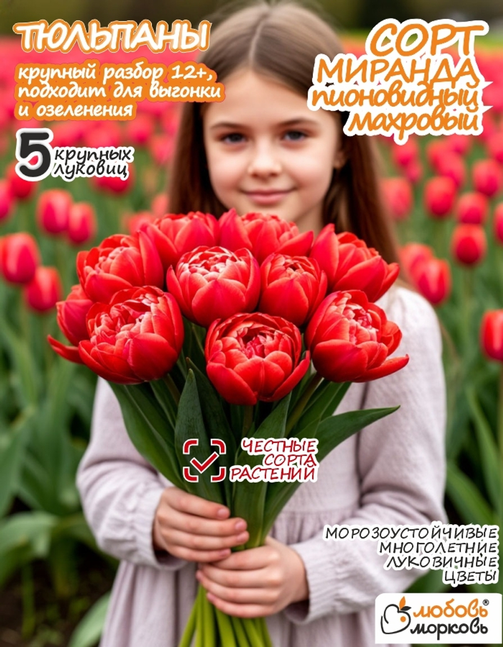 Тюльпан Луковица, Миранда, 5шт крупные
