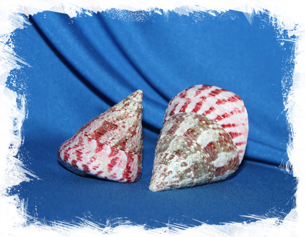 Конический Трохус, 4-6см, 1шт