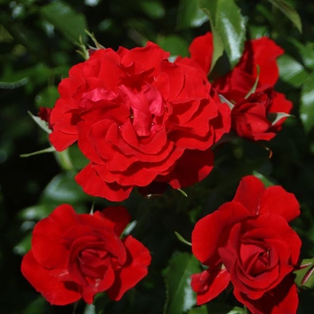 Пепино (Pepino)