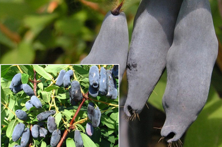 Саженец Жимолости съедобной «Голубое веретено» (Ультра-ранняя, Классический вкус с горчинкой)