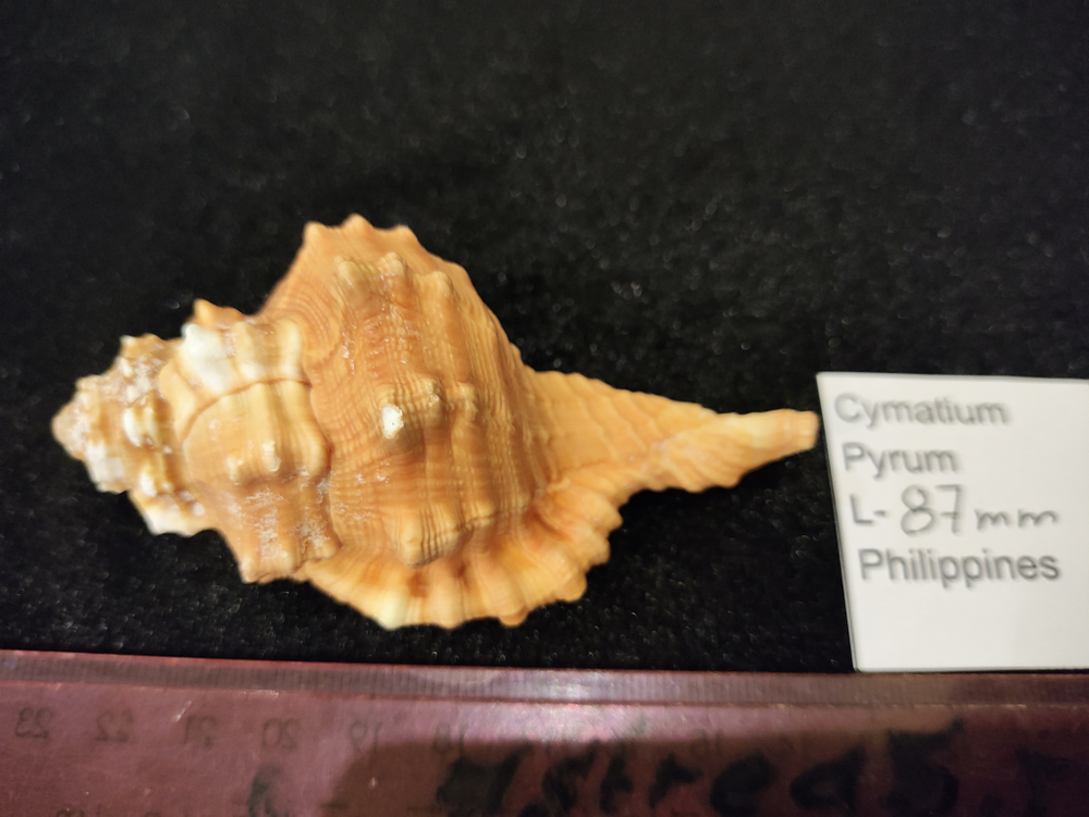 Циматиум Пирум "70-90-100мм"