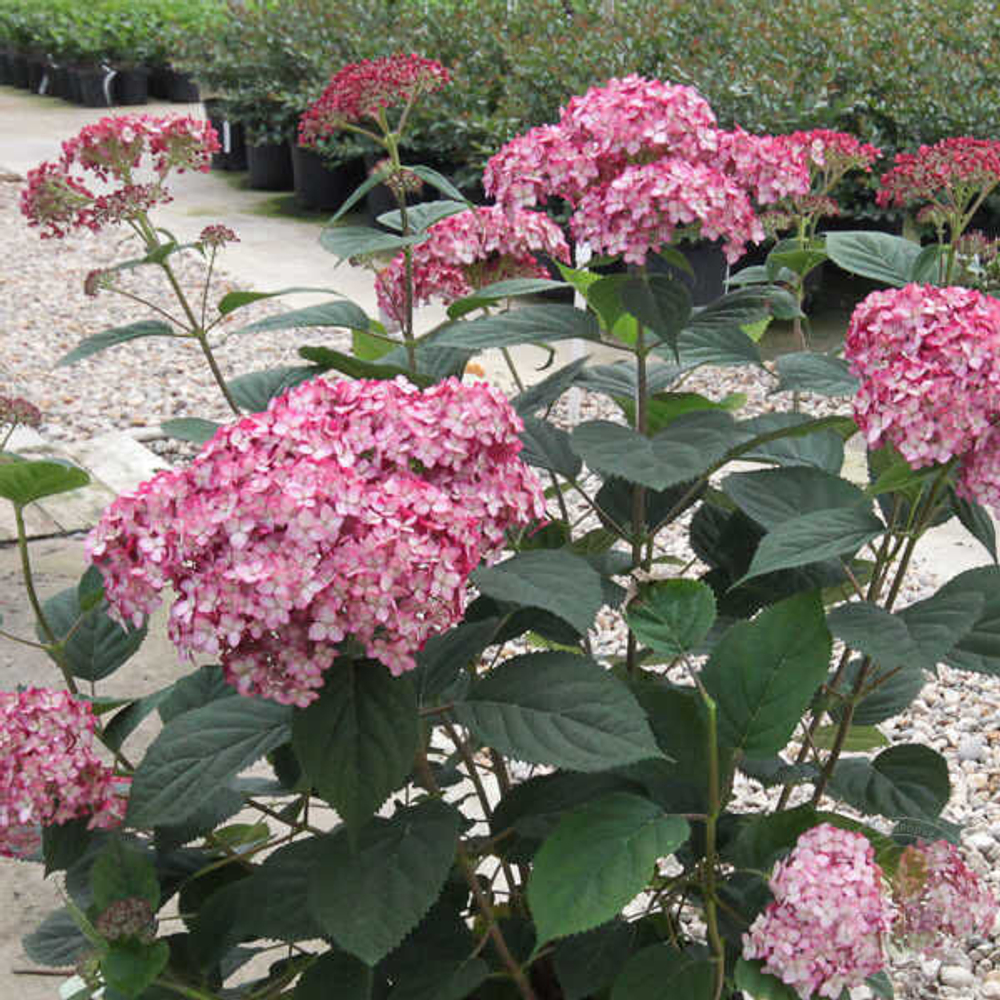 Гортензия древовидная Руби Аннабель Р9 Закупка М59 июнь 2026