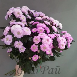 Хризантема кустовая